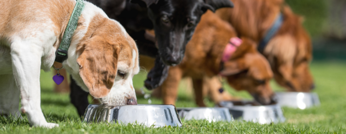 La alimentación natural para perros es clave en su desarrollo