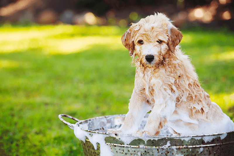 descuento fe Armonía Cómo bañar a un perro por primera vez